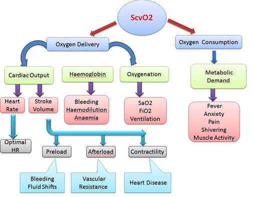 Normal Physiology 2